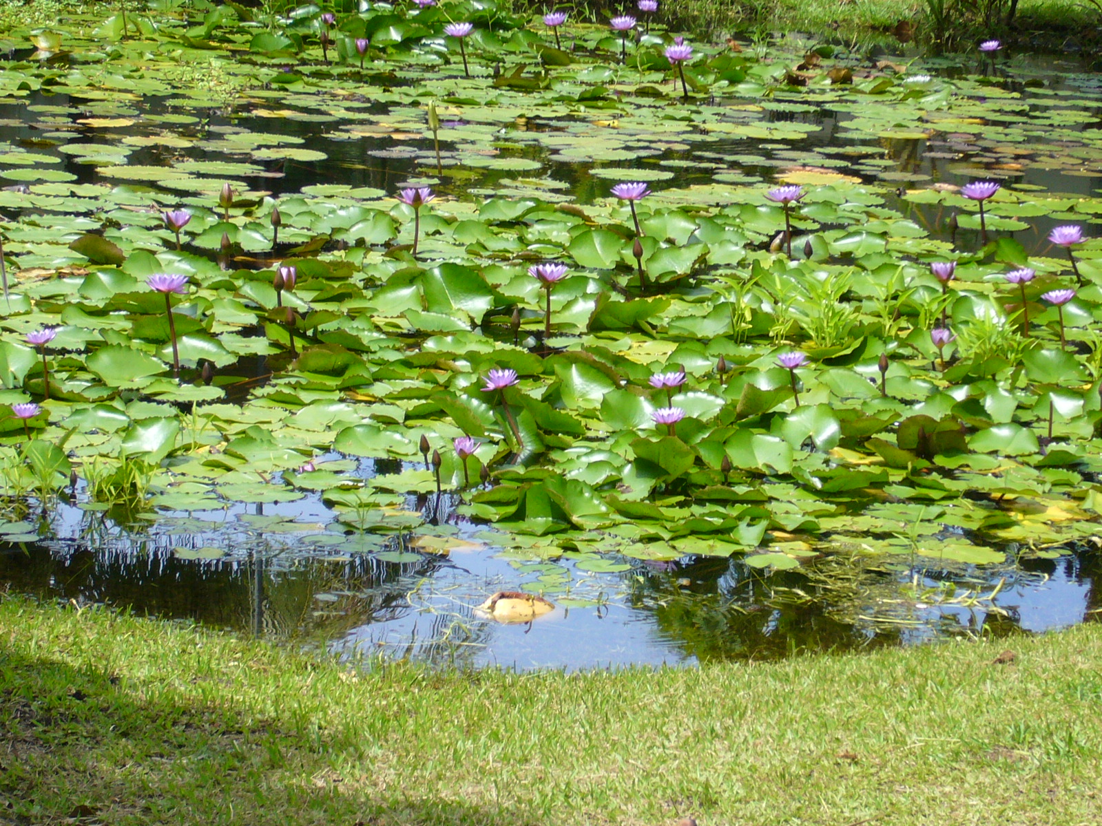 Le Chemin vers la LumiÃ¨re